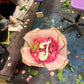 Babies Breath Initial